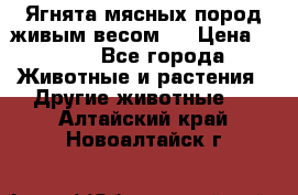 Ягнята мясных пород живым весом.  › Цена ­ 125 - Все города Животные и растения » Другие животные   . Алтайский край,Новоалтайск г.